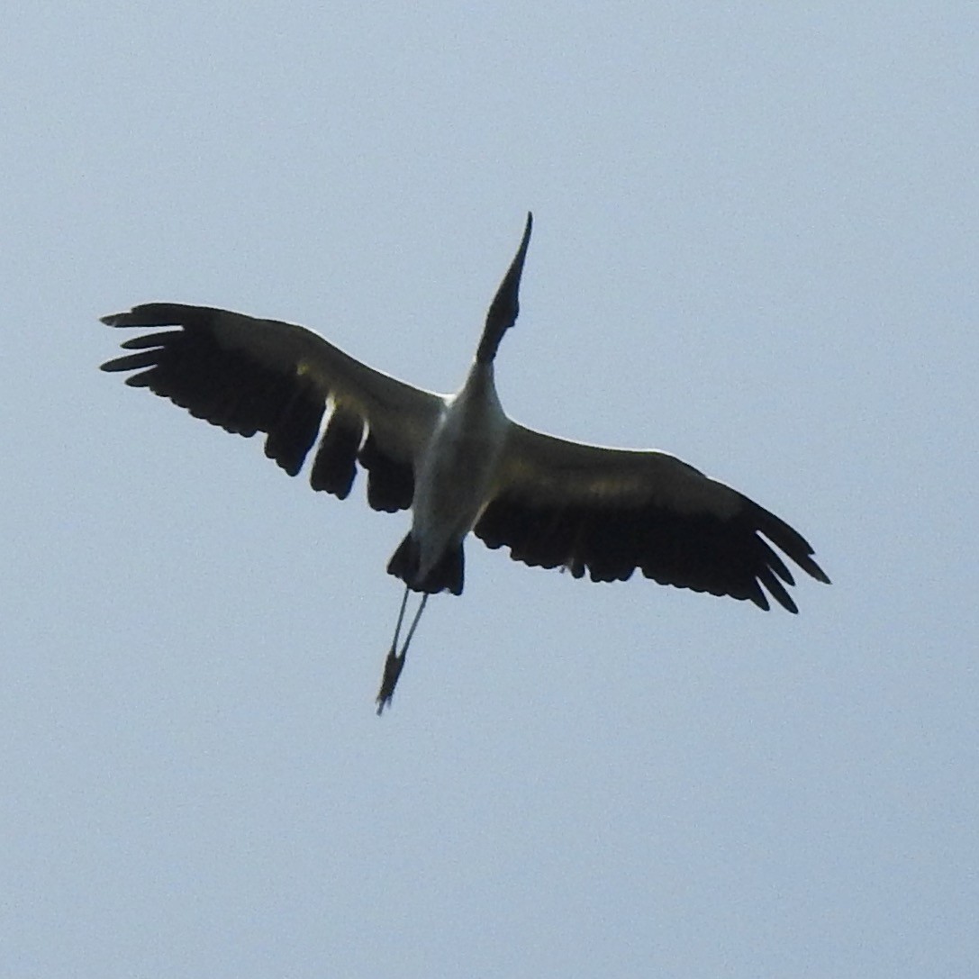 Wood Stork - ML483752961