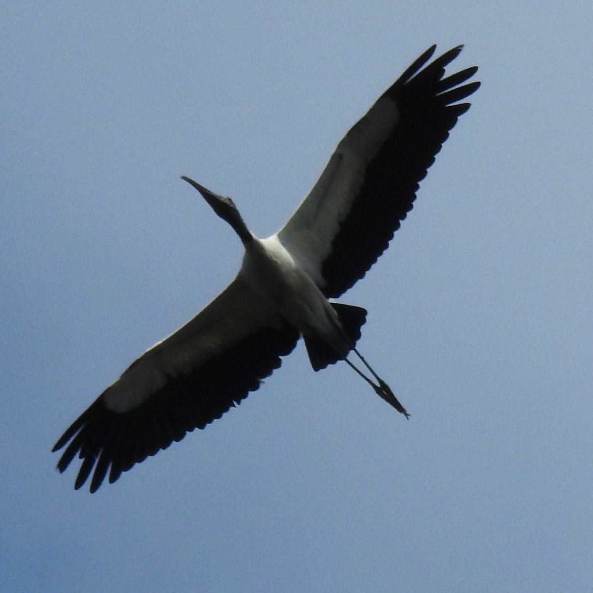 Wood Stork - Robb Brumfield