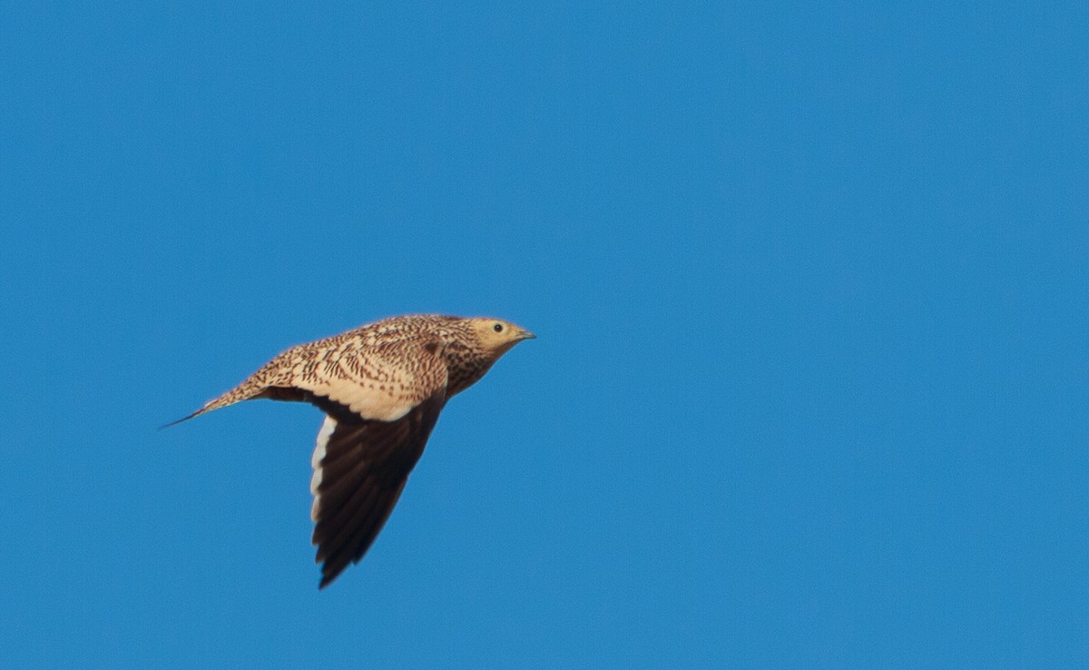 Chestnut-bellied Sandgrouse - ML483753871