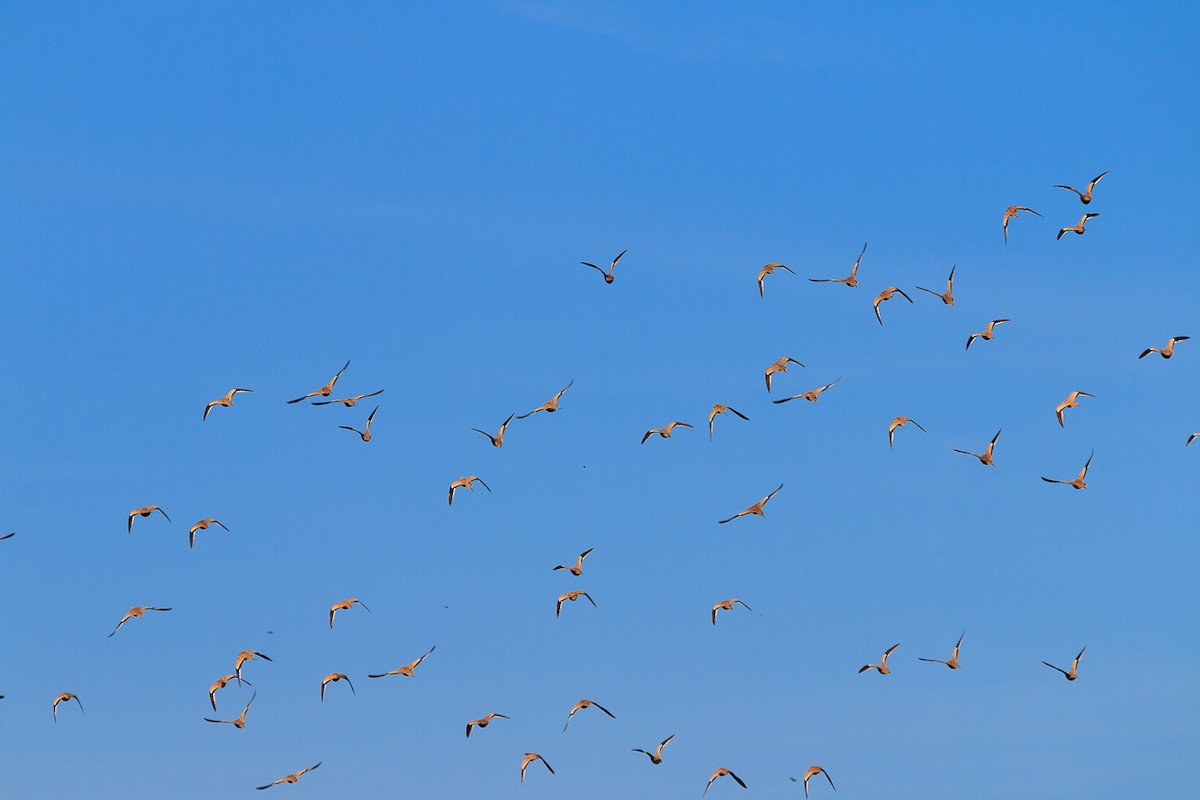 Chestnut-bellied Sandgrouse - ML483753881