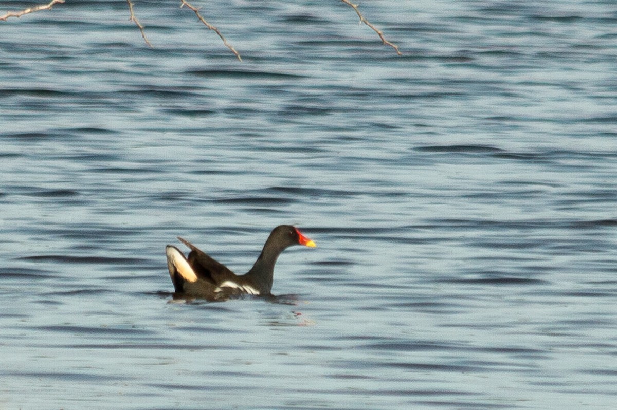 Eurasian Moorhen - ML483753891