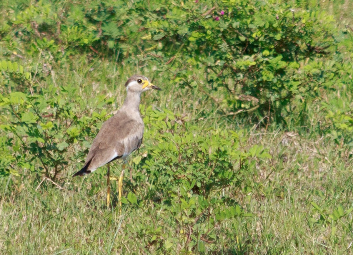 Yellow-wattled Lapwing - ML483753901
