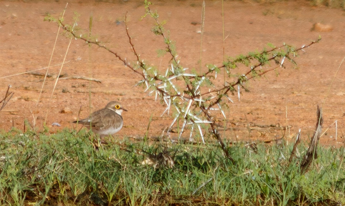 Little Ringed Plover - ML483753921