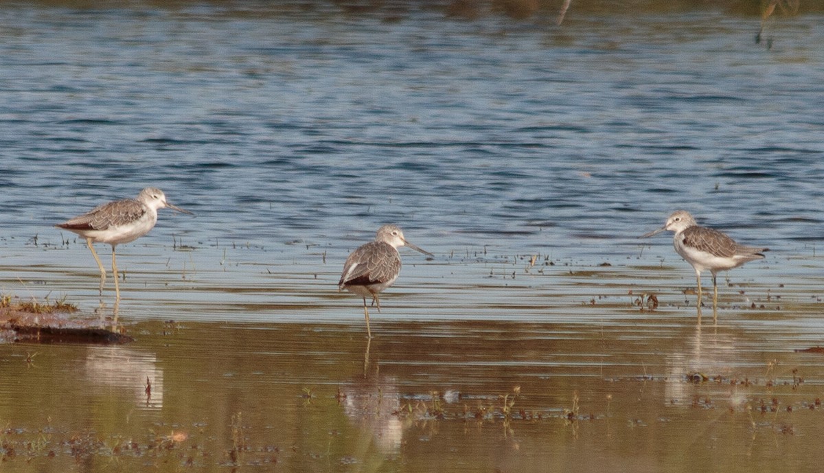 Common Greenshank - ML483753941