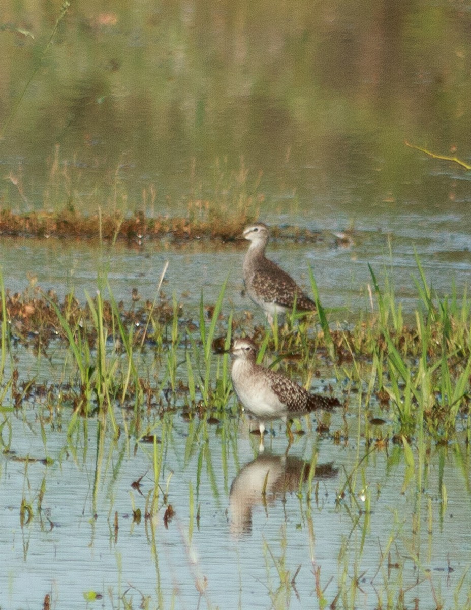Wood Sandpiper - ML483753961