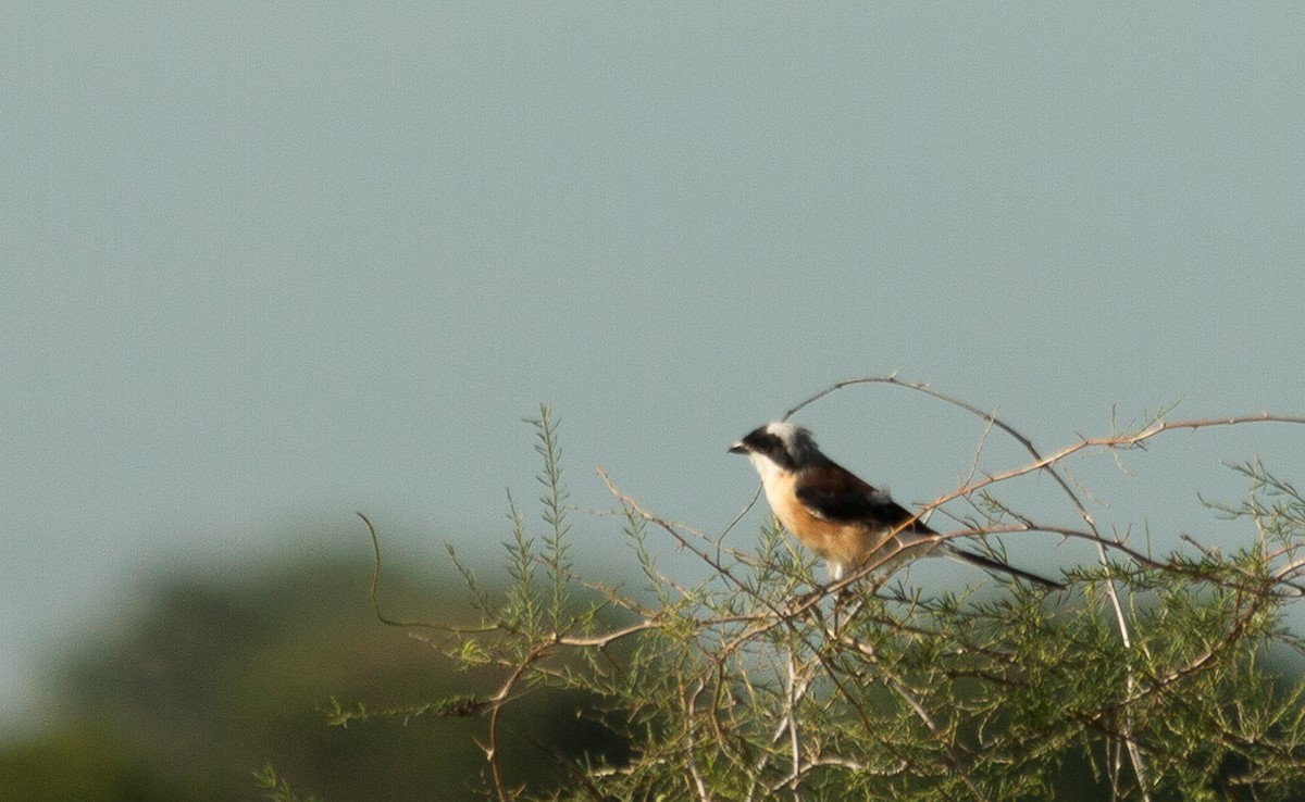 Bay-backed Shrike - ML483753991