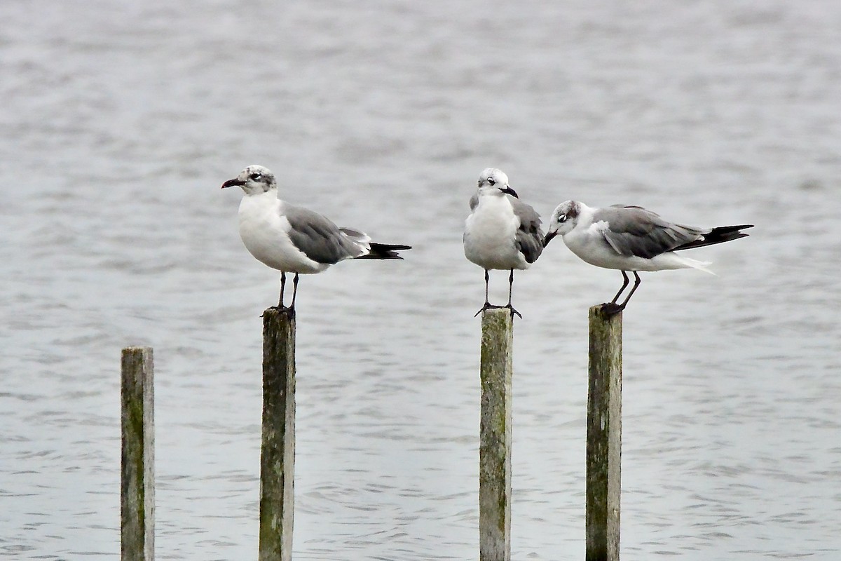 Laughing Gull - ML483754441