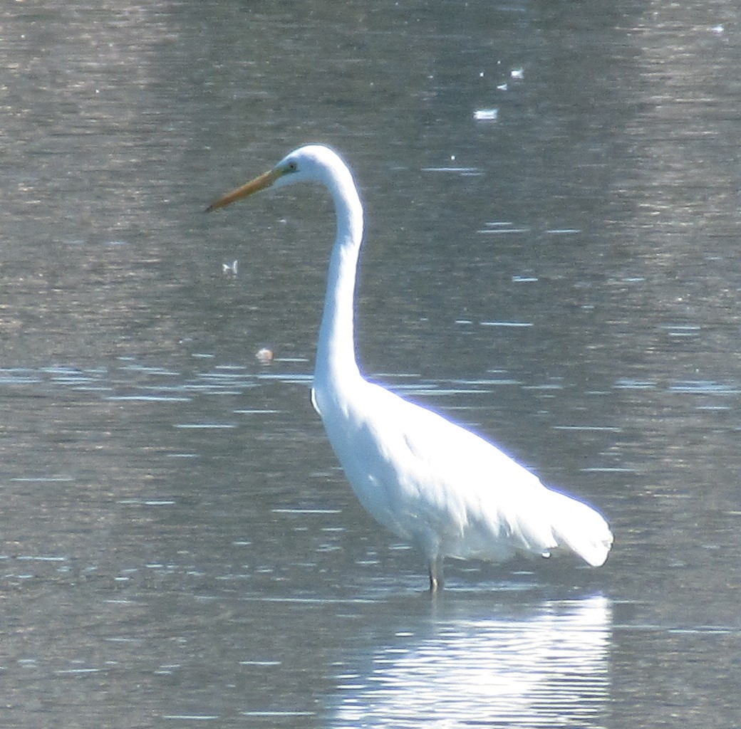 Great Egret - ML483757531