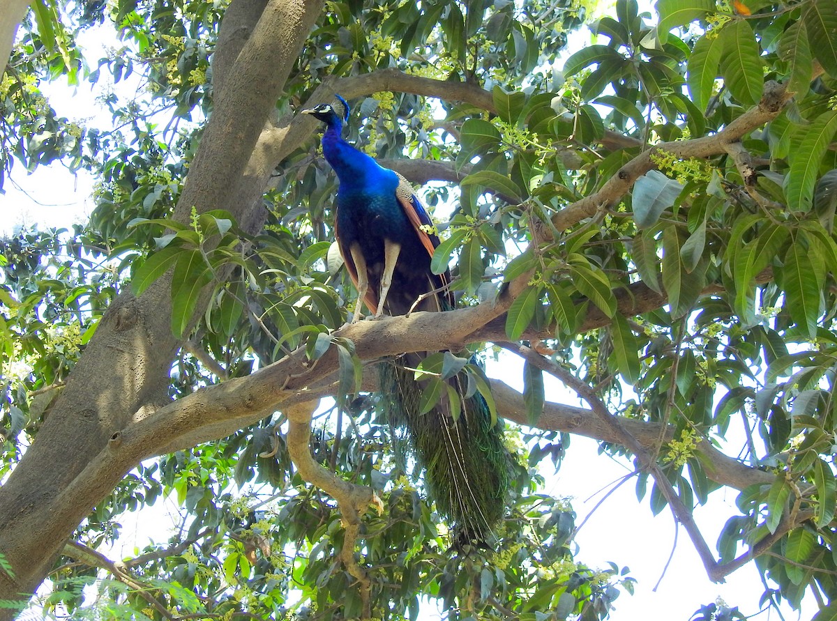 Indian Peafowl - ML483758981