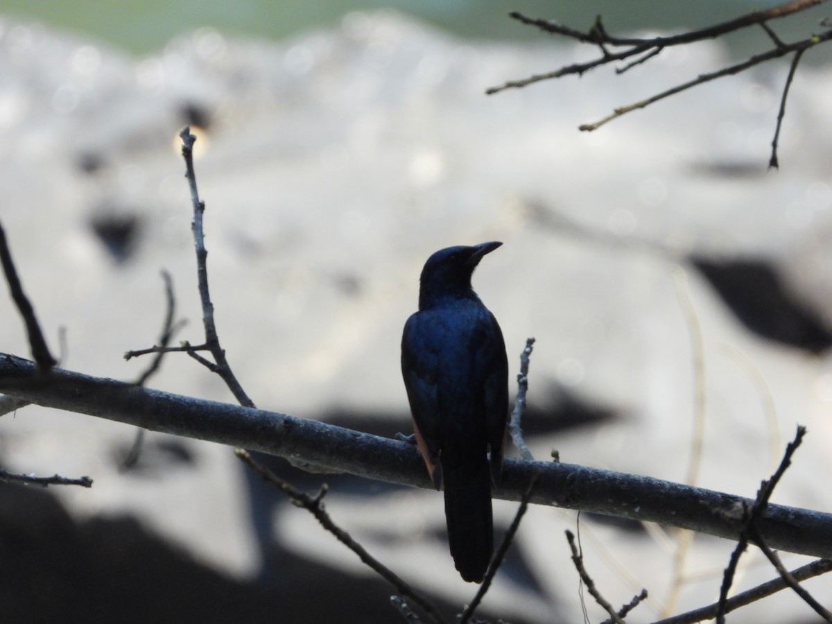 Red-winged Starling - ML483759011