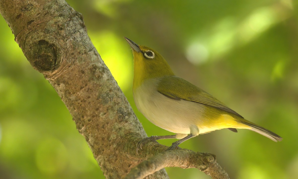 Ashy-bellied White-eye - ML483759911