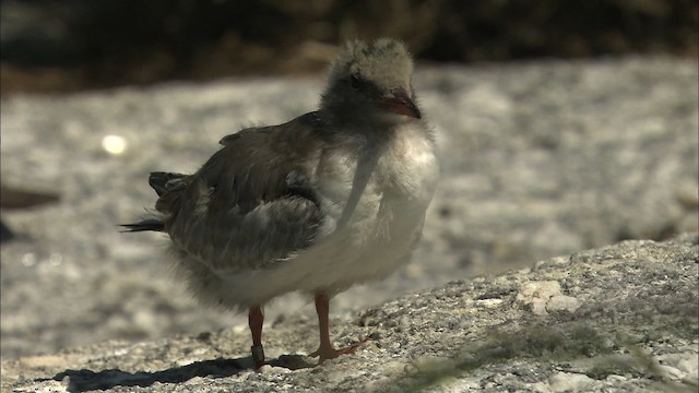 Common Tern - ML483762