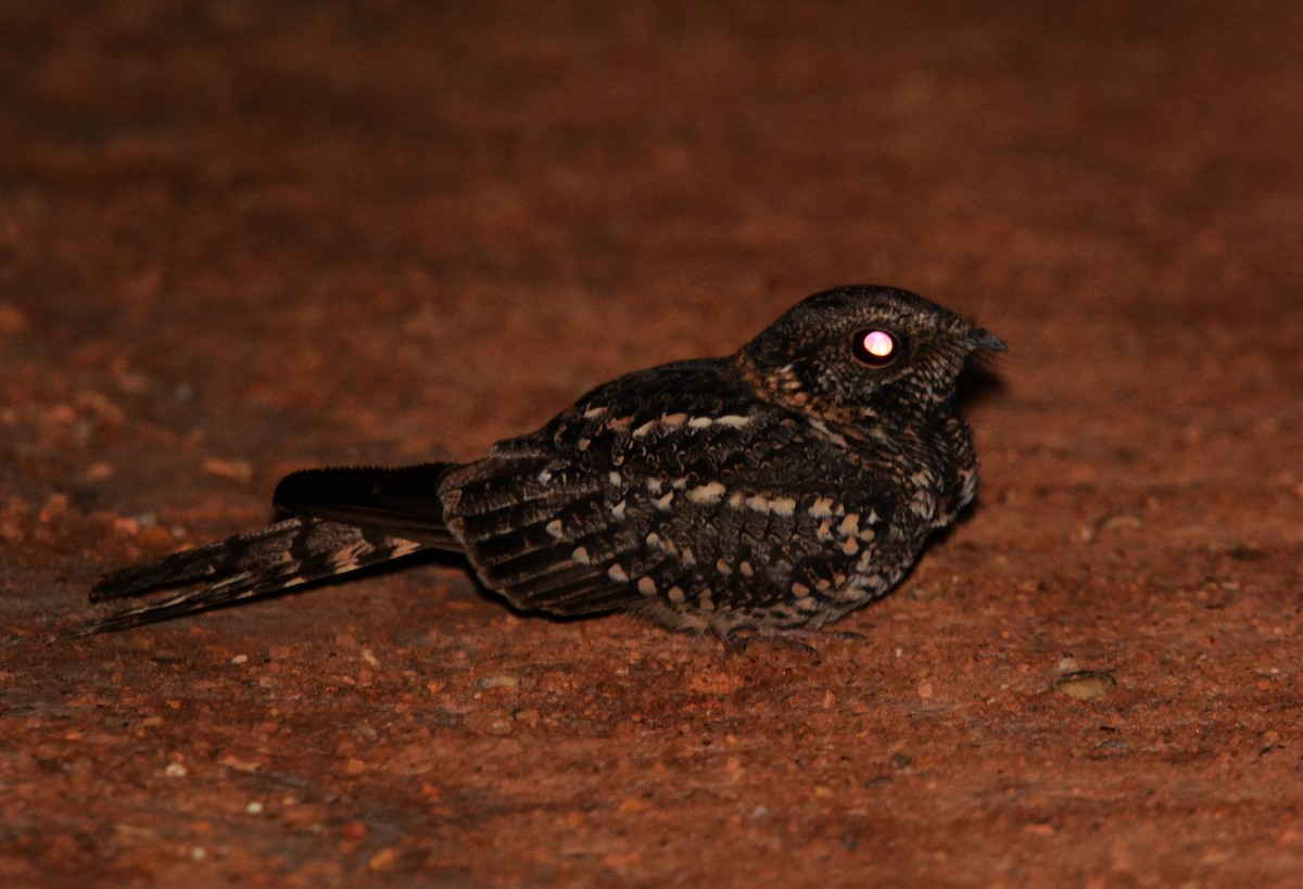 Scissor-tailed Nightjar - Anderson Warkentin