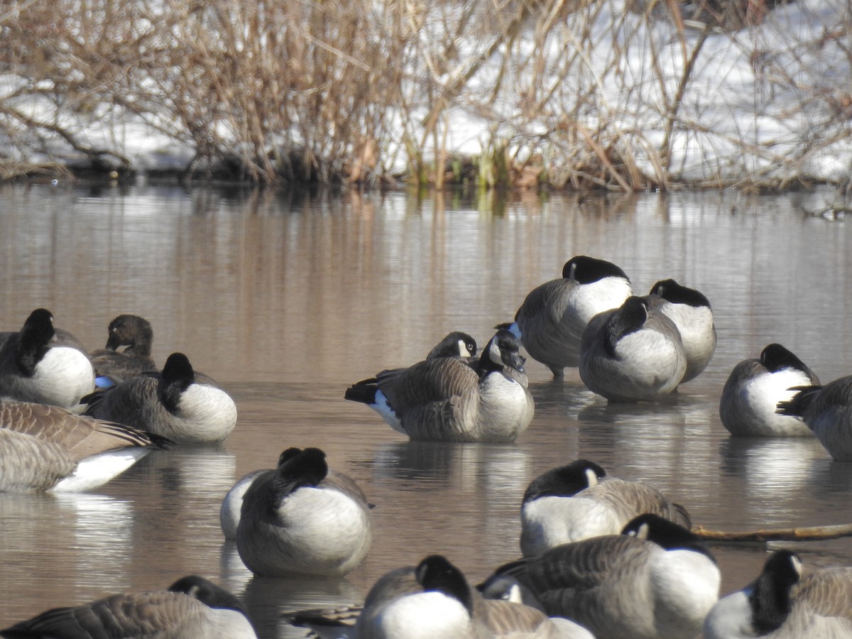 American Black Duck - ML48376281