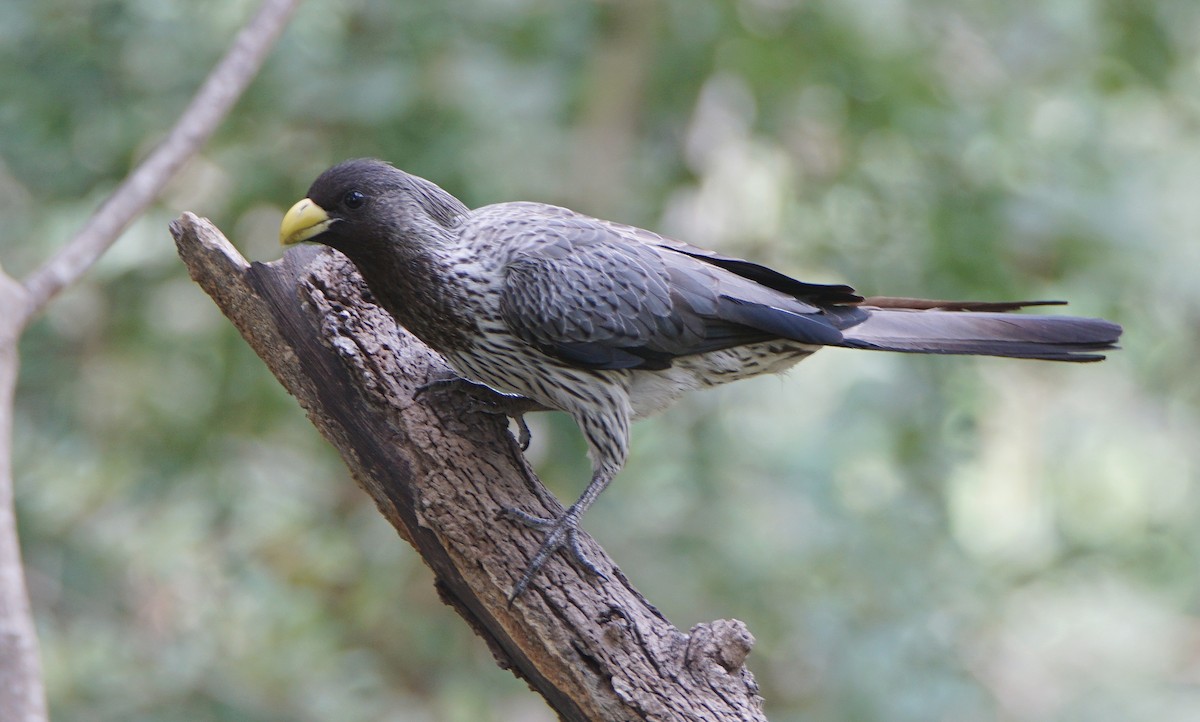 Western Plantain-eater - Juan Carlos Bellido Campano