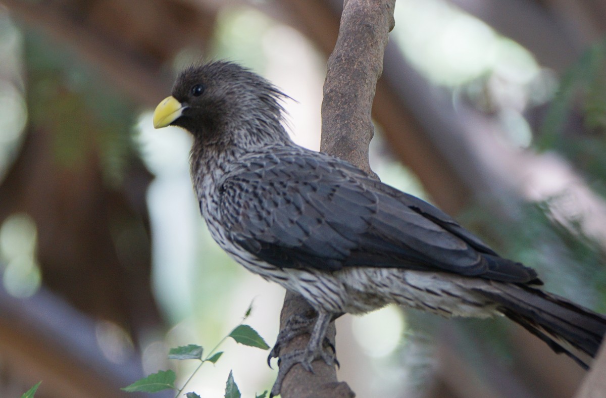 Turaco Gris Occidental - ML483764131