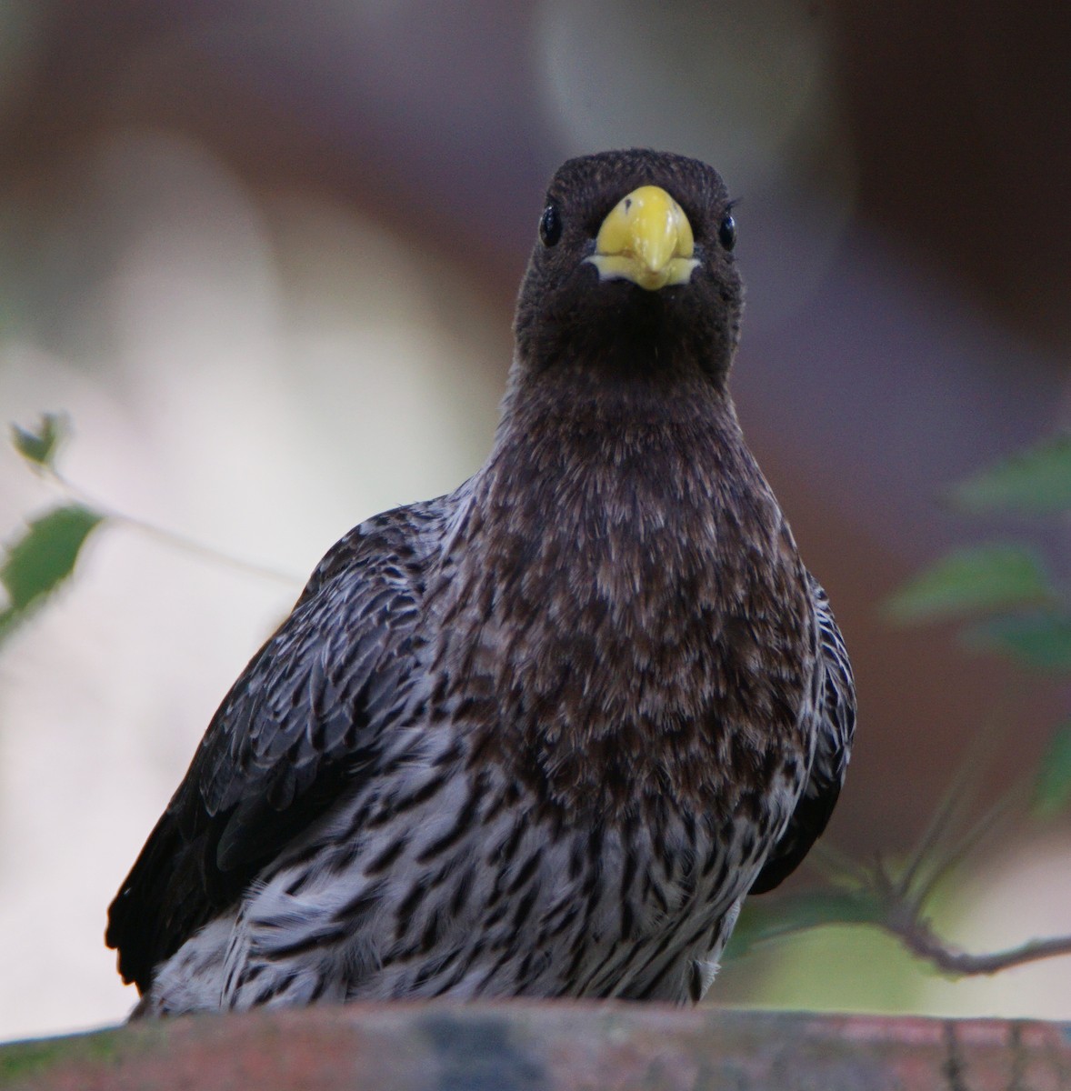 Western Plantain-eater - Juan Carlos Bellido Campano