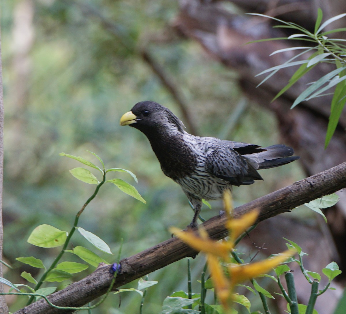 Turaco Gris Occidental - ML483764151