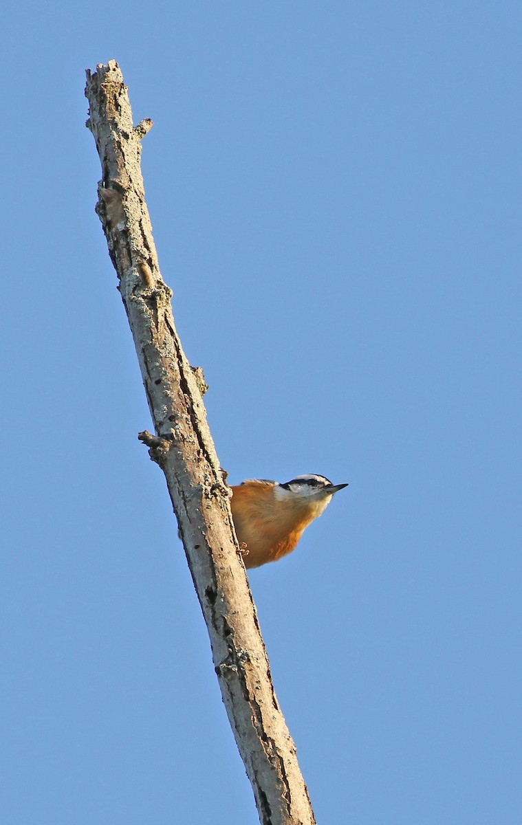 Red-breasted Nuthatch - ML483765151