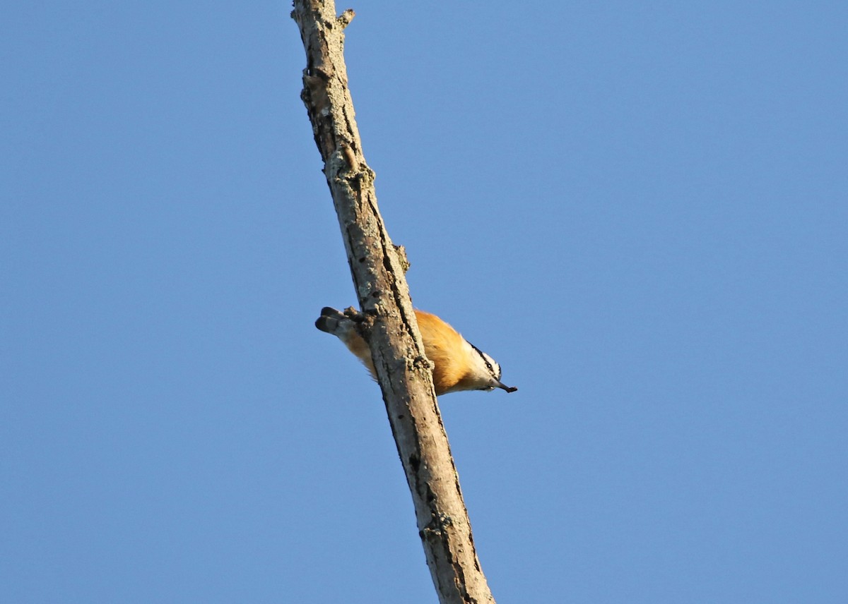 Red-breasted Nuthatch - ML483765161