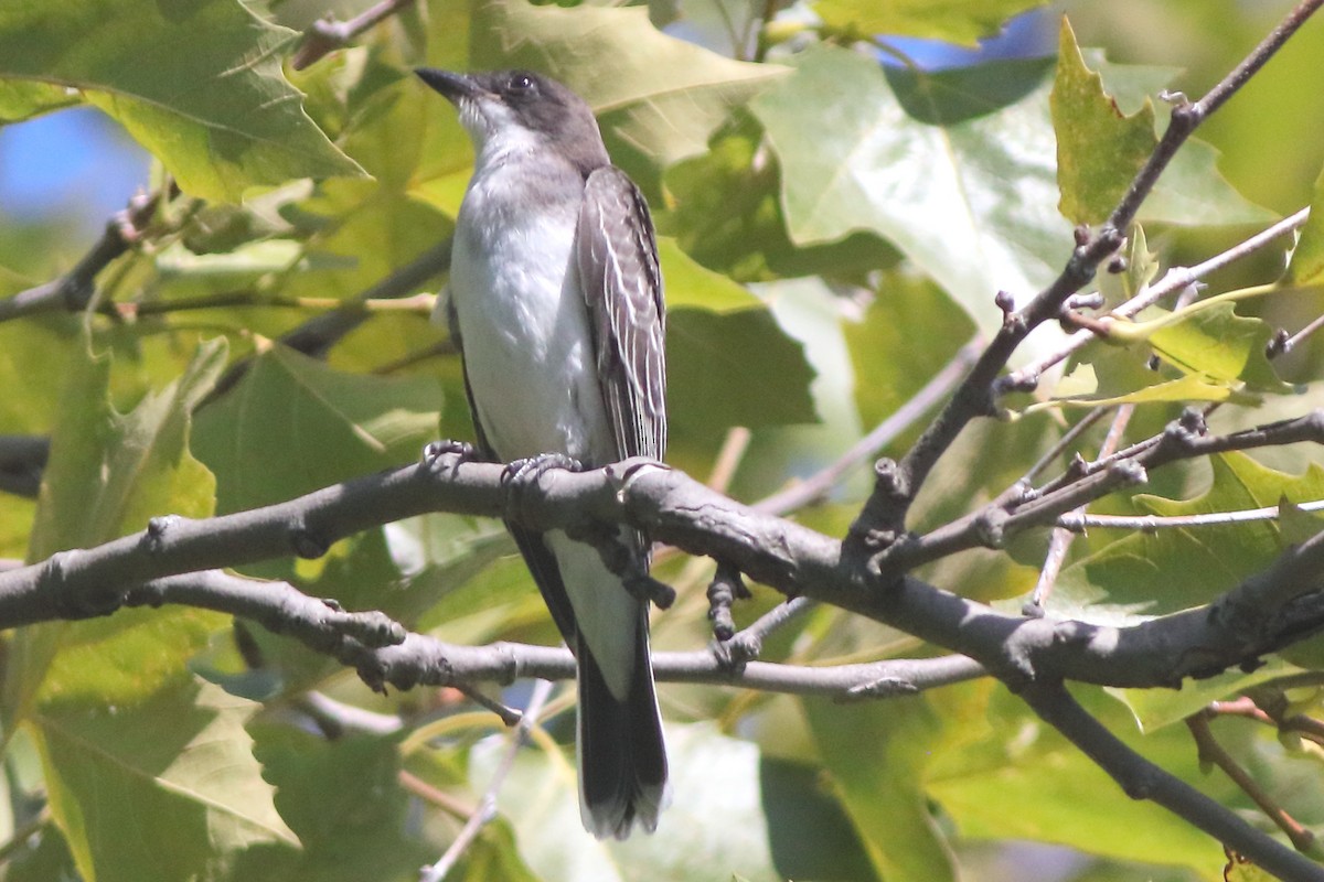 Eastern Kingbird - ML483766411