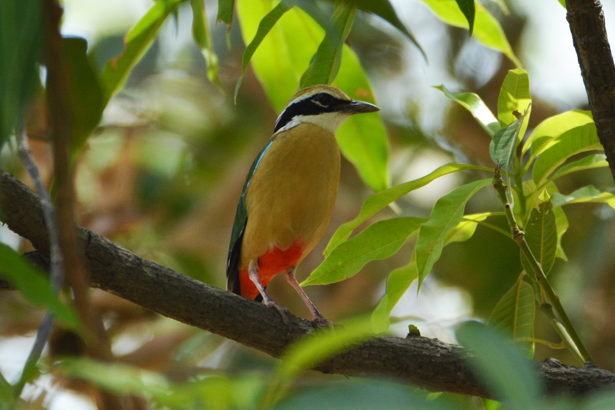 Indian Pitta - ML483767341