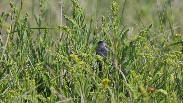 Nelson's Sparrow - ML483767401