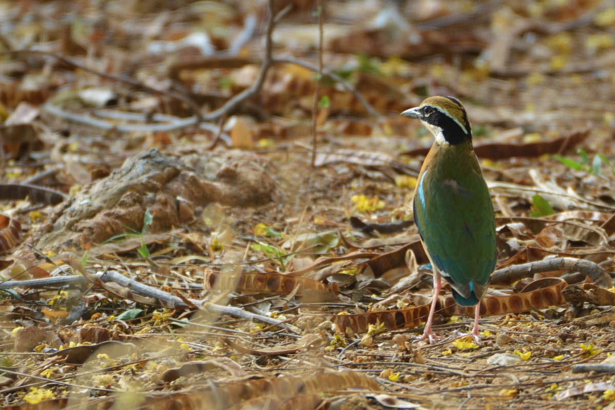 Indian Pitta - ML483767411
