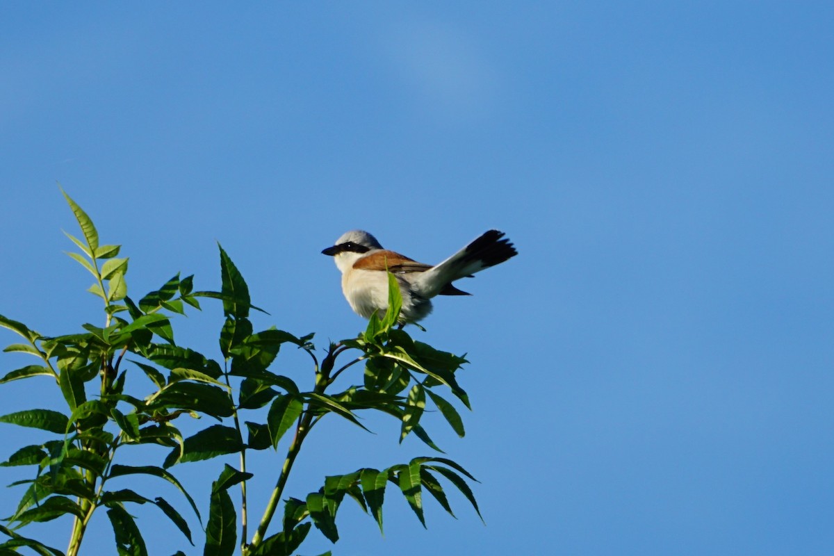 Red-backed Shrike - ML483768221