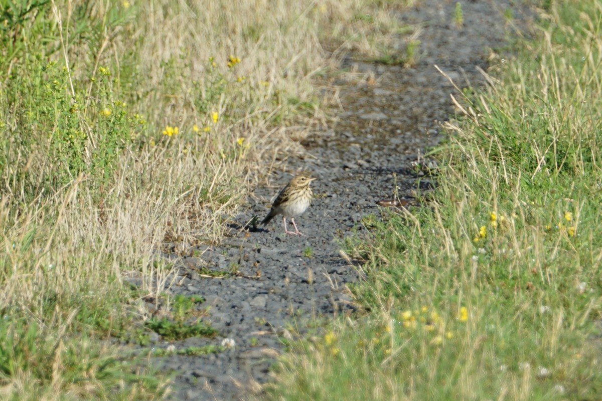 Tree Pipit - ML483768291