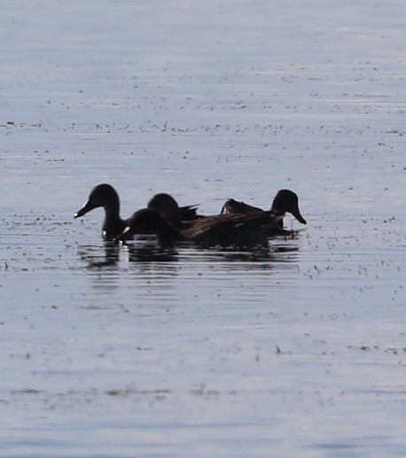 Green-winged Teal - A. Gary Reid