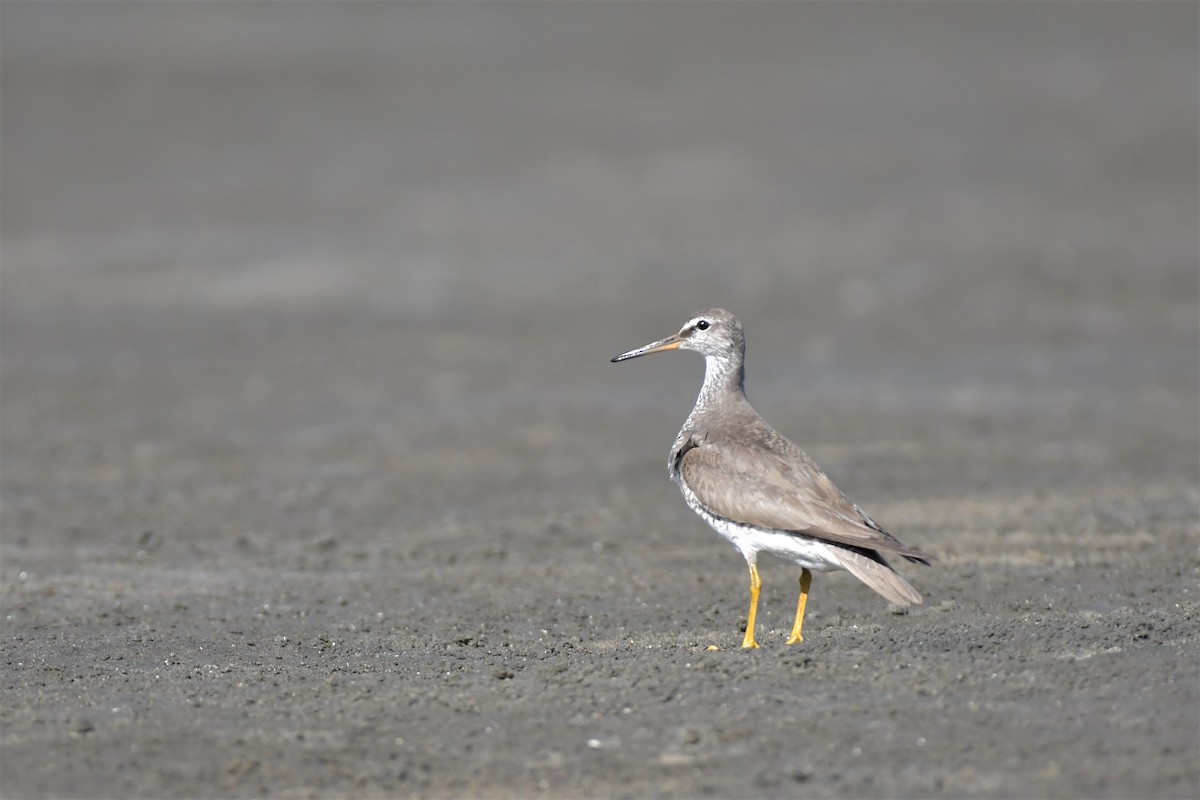 Gray-tailed Tattler - ML483770381