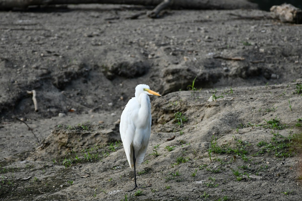 Great Egret - ML483770941