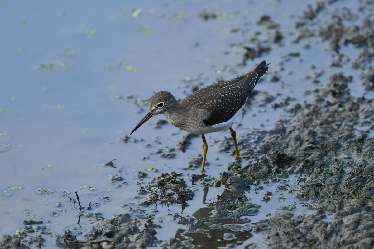 Solitary Sandpiper - ML483771221