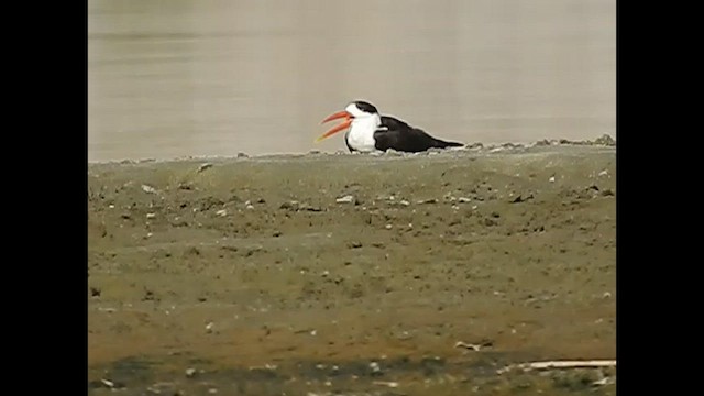 Indian Skimmer - ML483771421