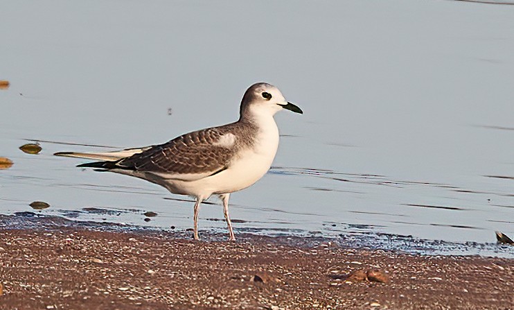 Sabine's Gull - Chase Moxley