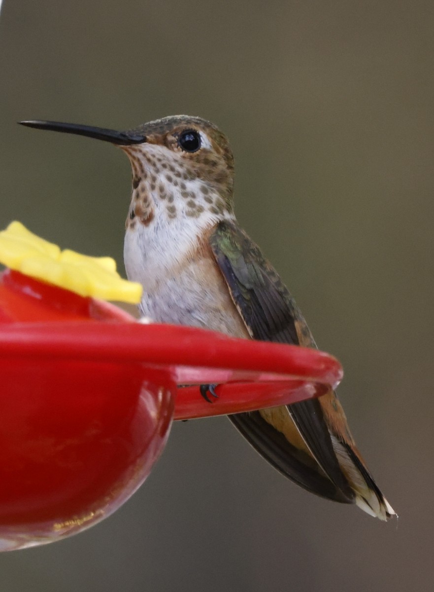 Rufous Hummingbird - Scott Ray