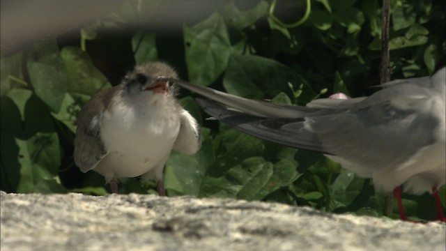 Common Tern - ML483773