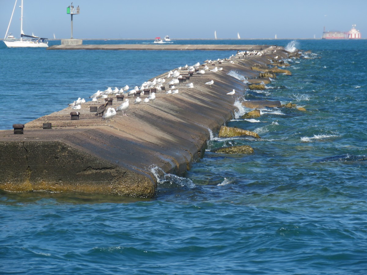 Herring Gull - ML483773091