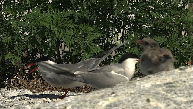 Common Tern - ML483774