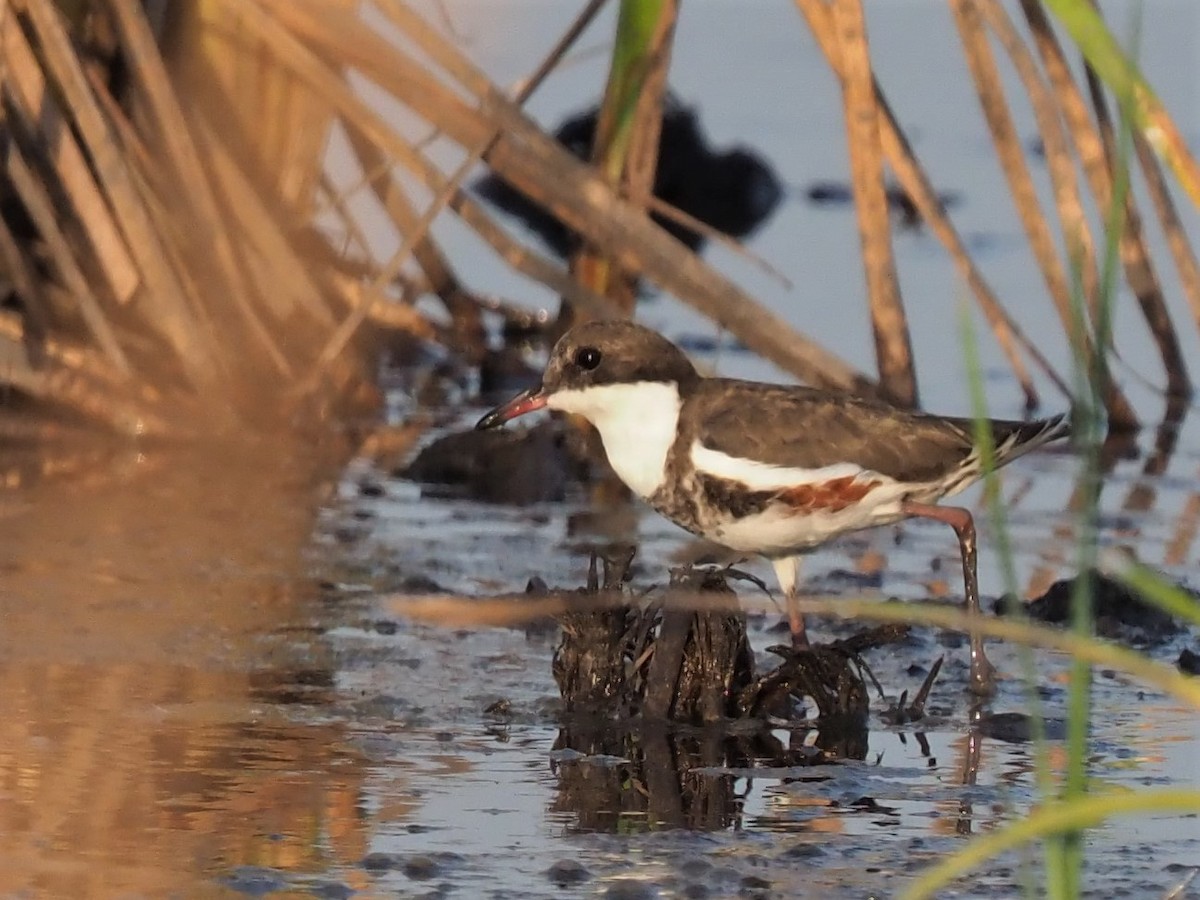 Red-kneed Dotterel - Magen Pettit