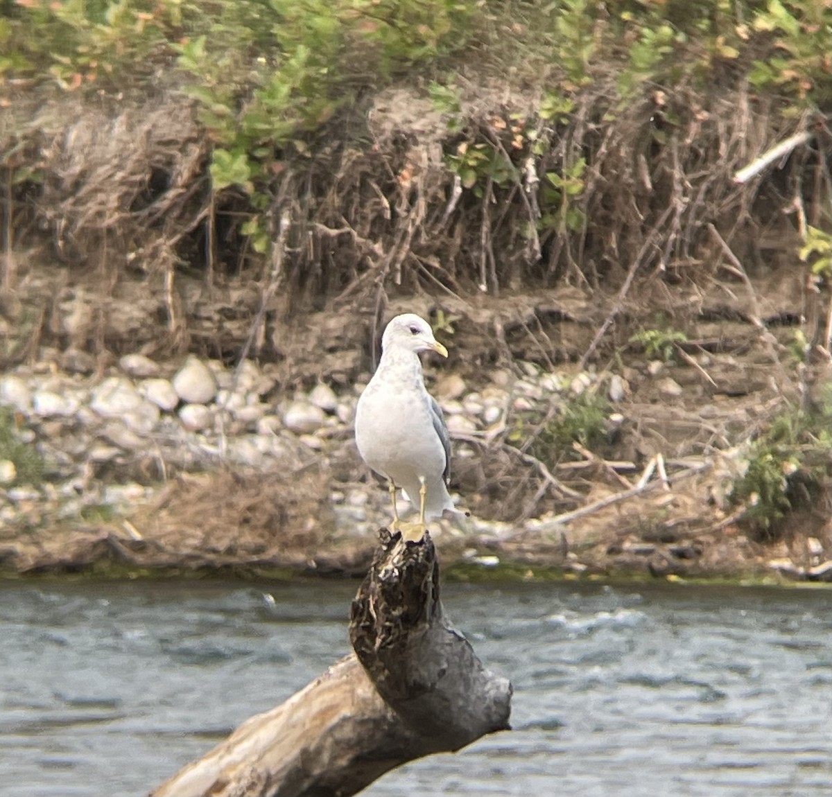 Short-billed Gull - ML483774391