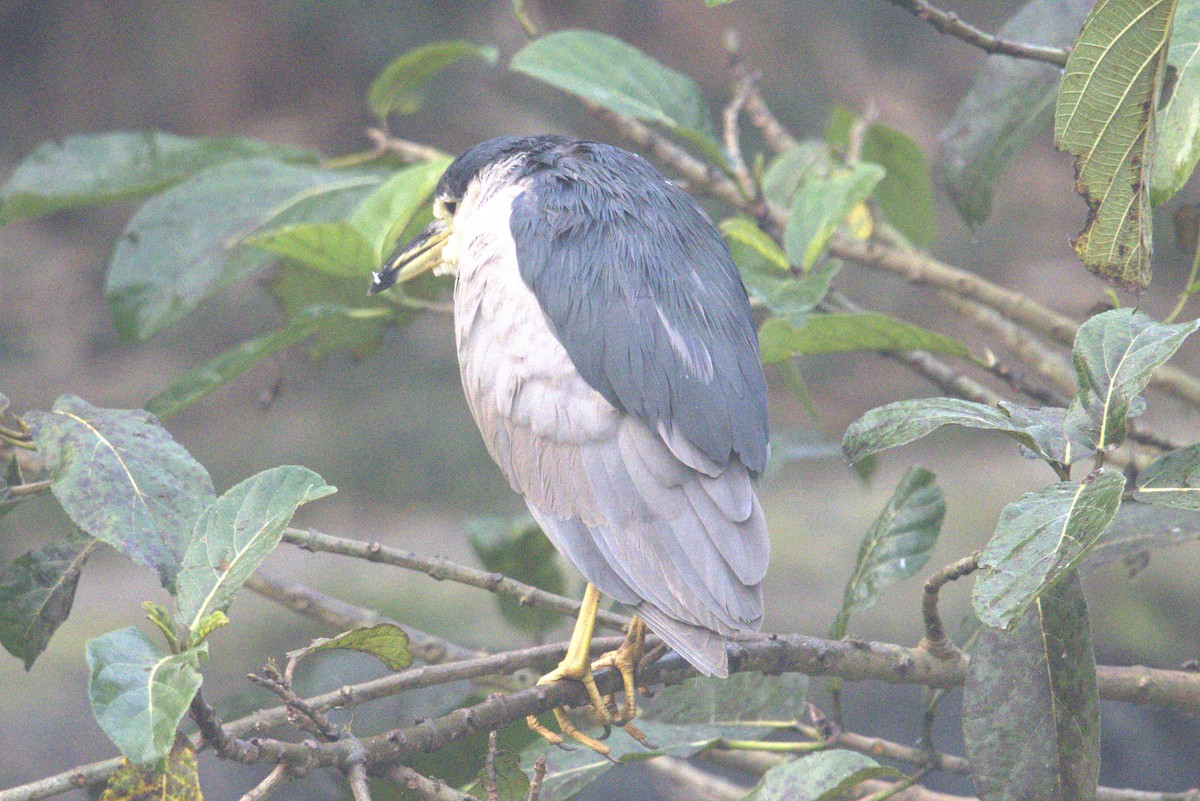 Black-crowned Night Heron - ML483774601