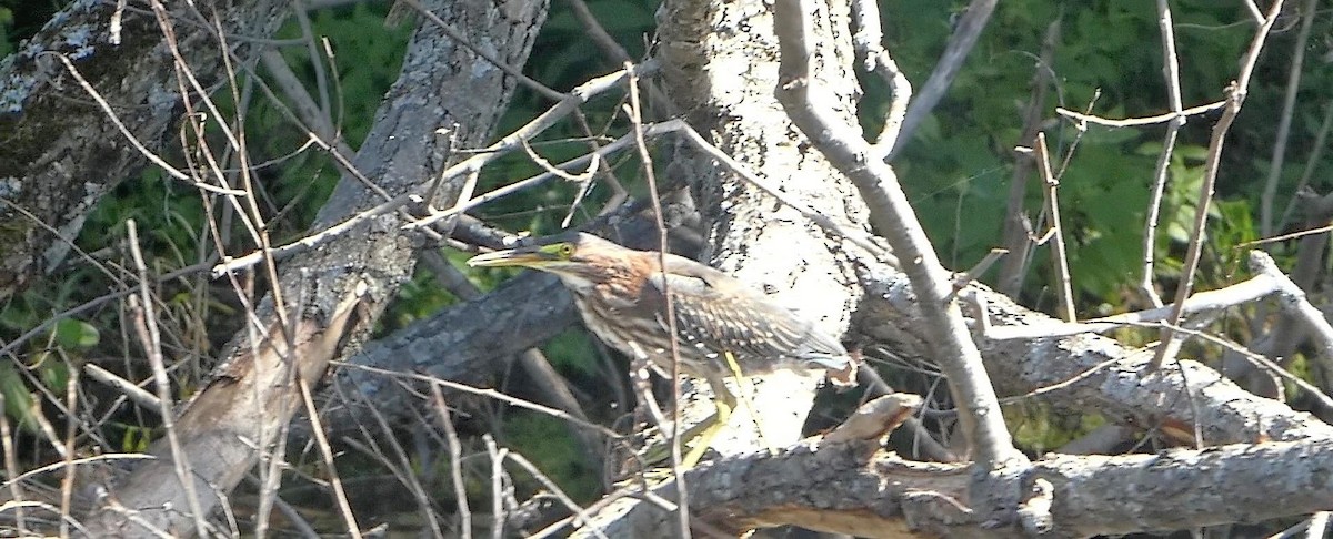 Green Heron - Daniel Alain Dagenais