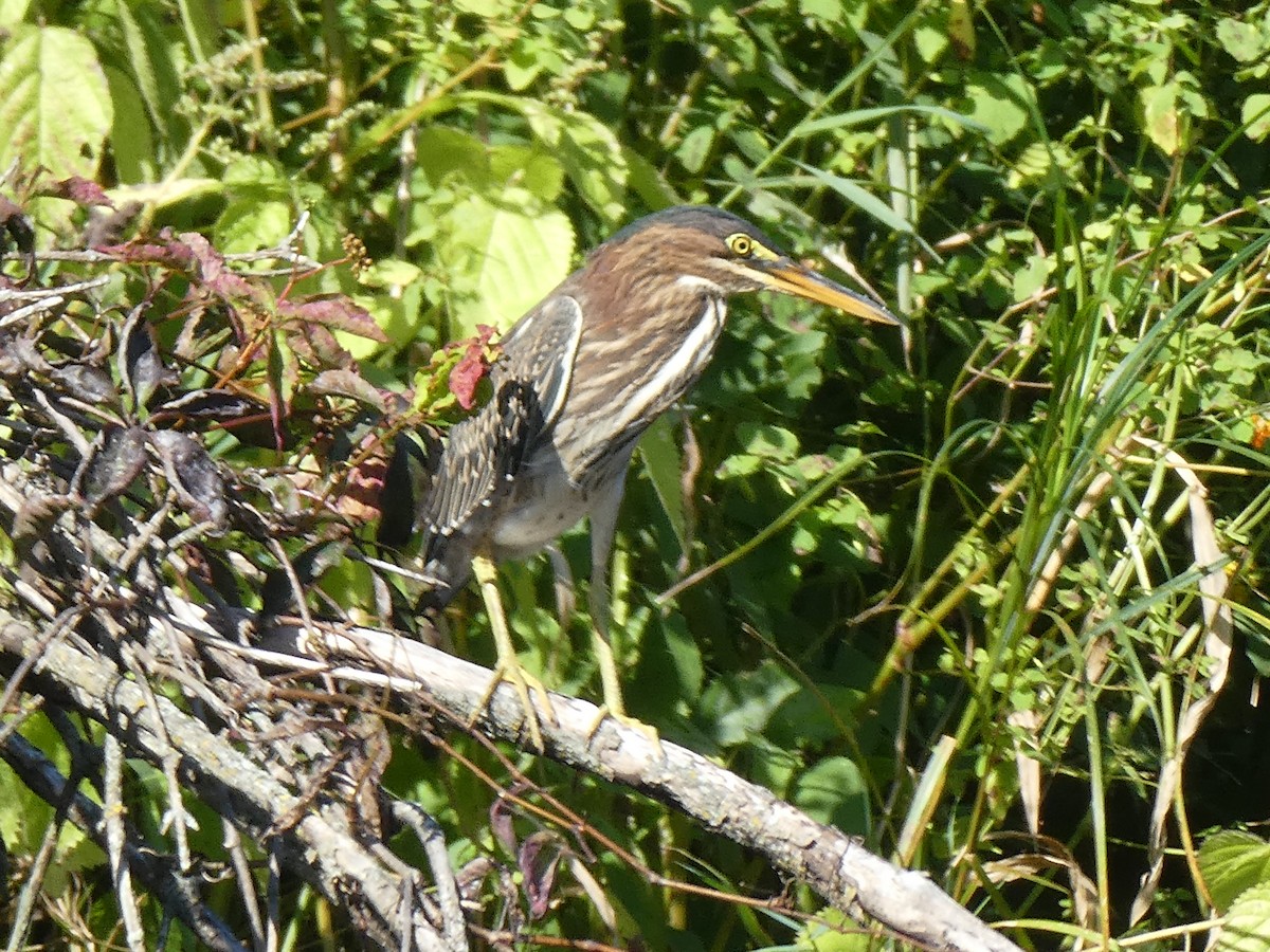 Green Heron - Daniel Alain Dagenais