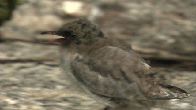 Common Tern - ML483775