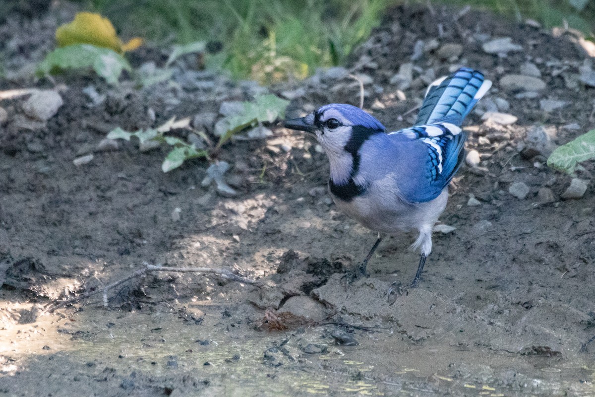 Blue Jay - Kelly Krechmer