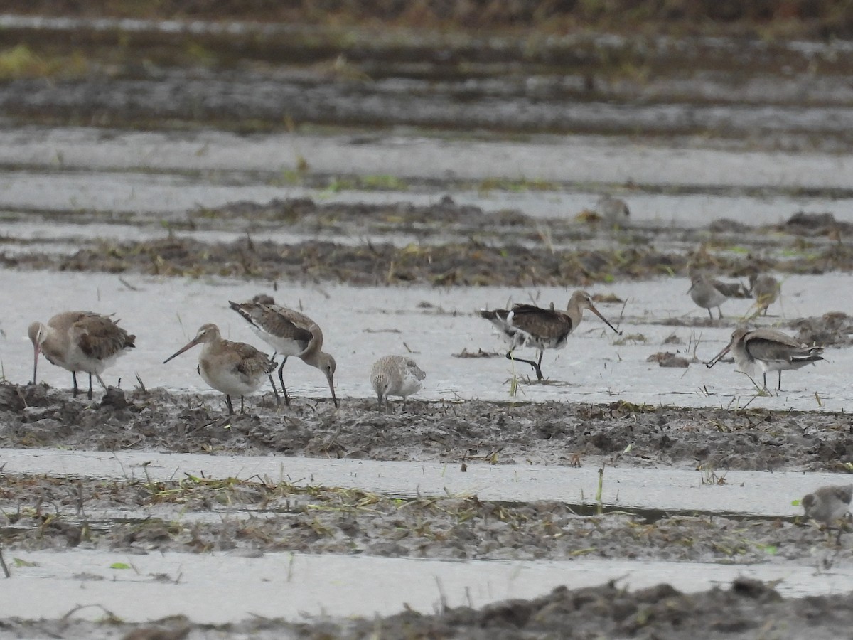 Black-tailed Godwit - ML483776251