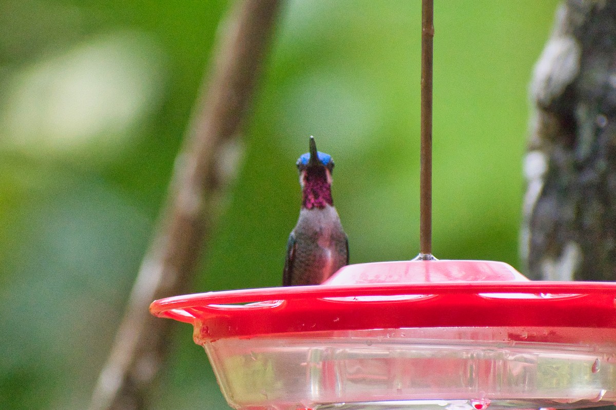 kolibřík hvězdohrdlý - ML483776491