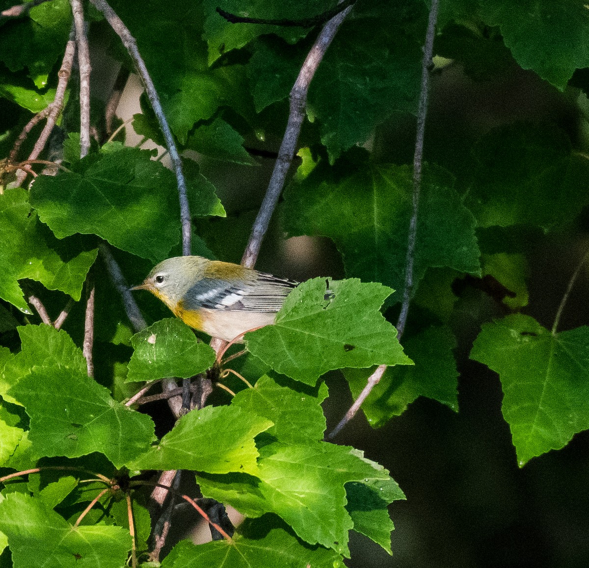 Northern Parula - ML483776651